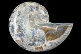 Bargain, Thick Ammonite (Anapuzosia) Fossil Half #88045-1